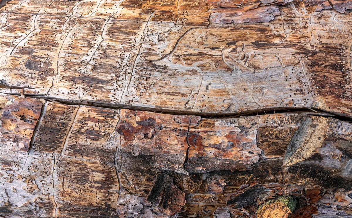 Фотошпалери структура гниючого деревного матеріалу