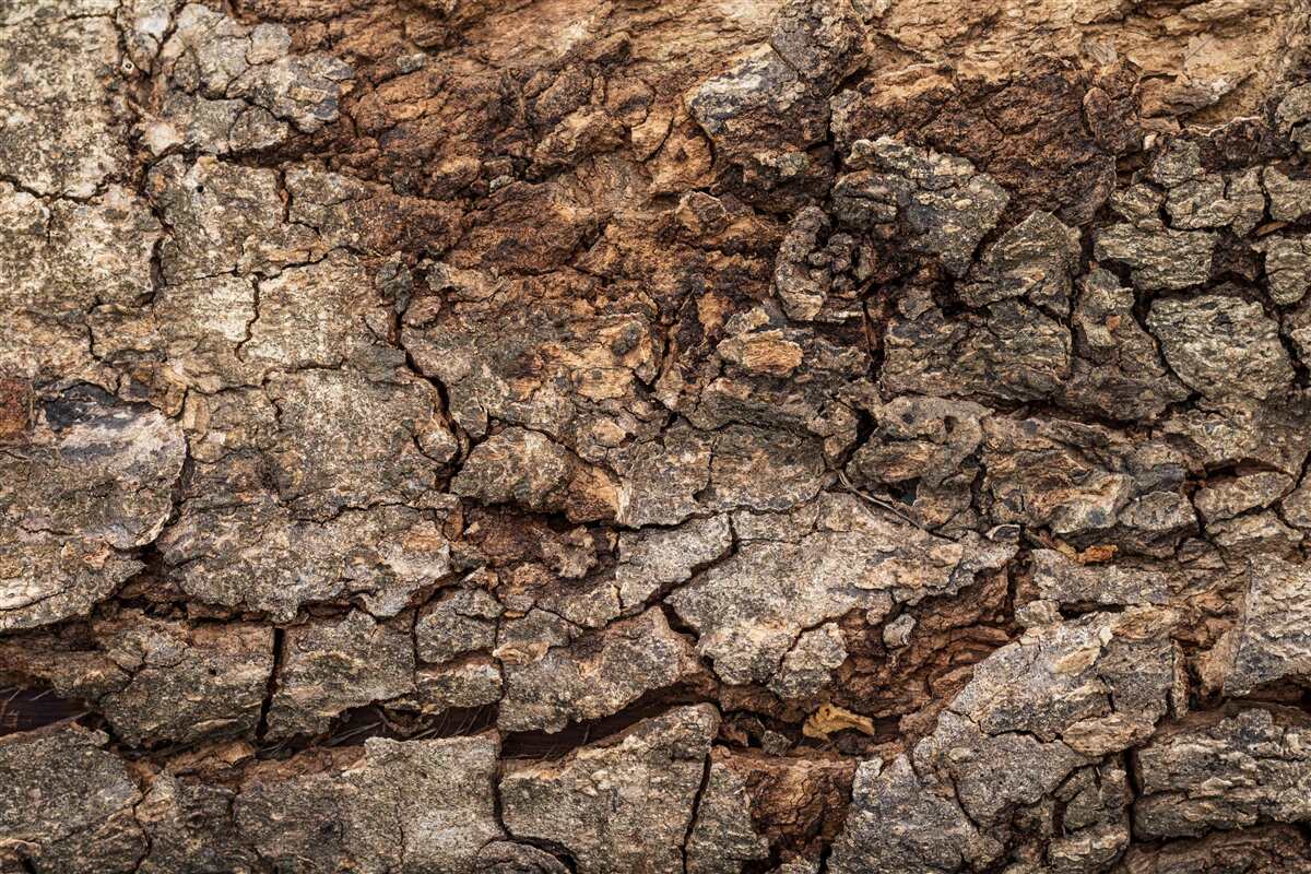 Фотошпалери автентична дерев'яна шкіра