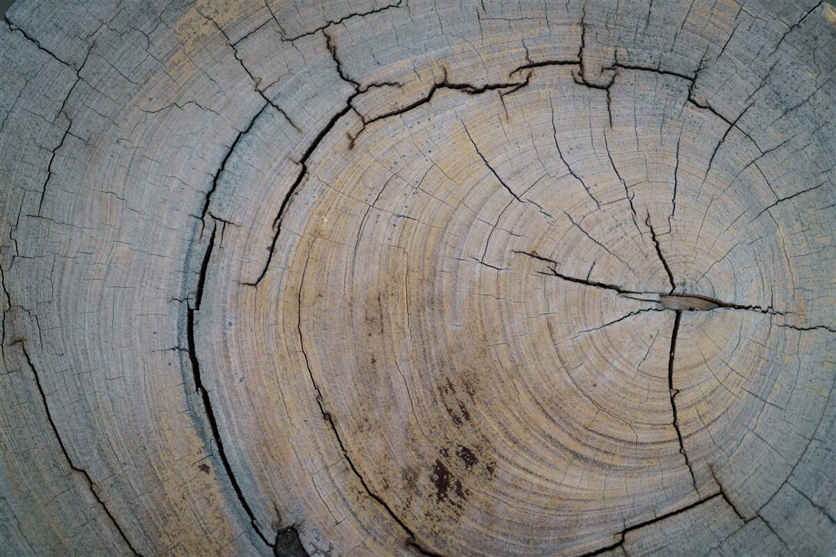 Фотошпалери детальний вигляд стовбура дерева