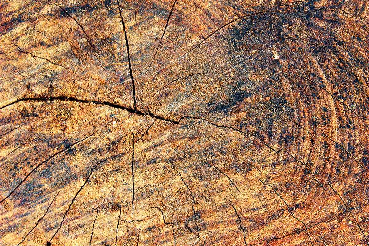 Фотошпалери Ланцюги життя дерев на зрубаному стовбурі