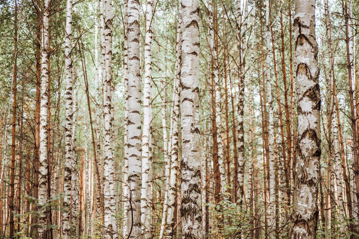 Фотошпалери у зеленому лісі стоять санні берези