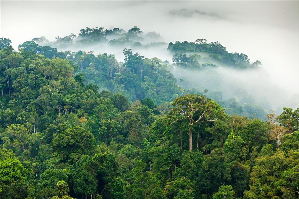 Фотошпалери джунглі оповиті густим туманом