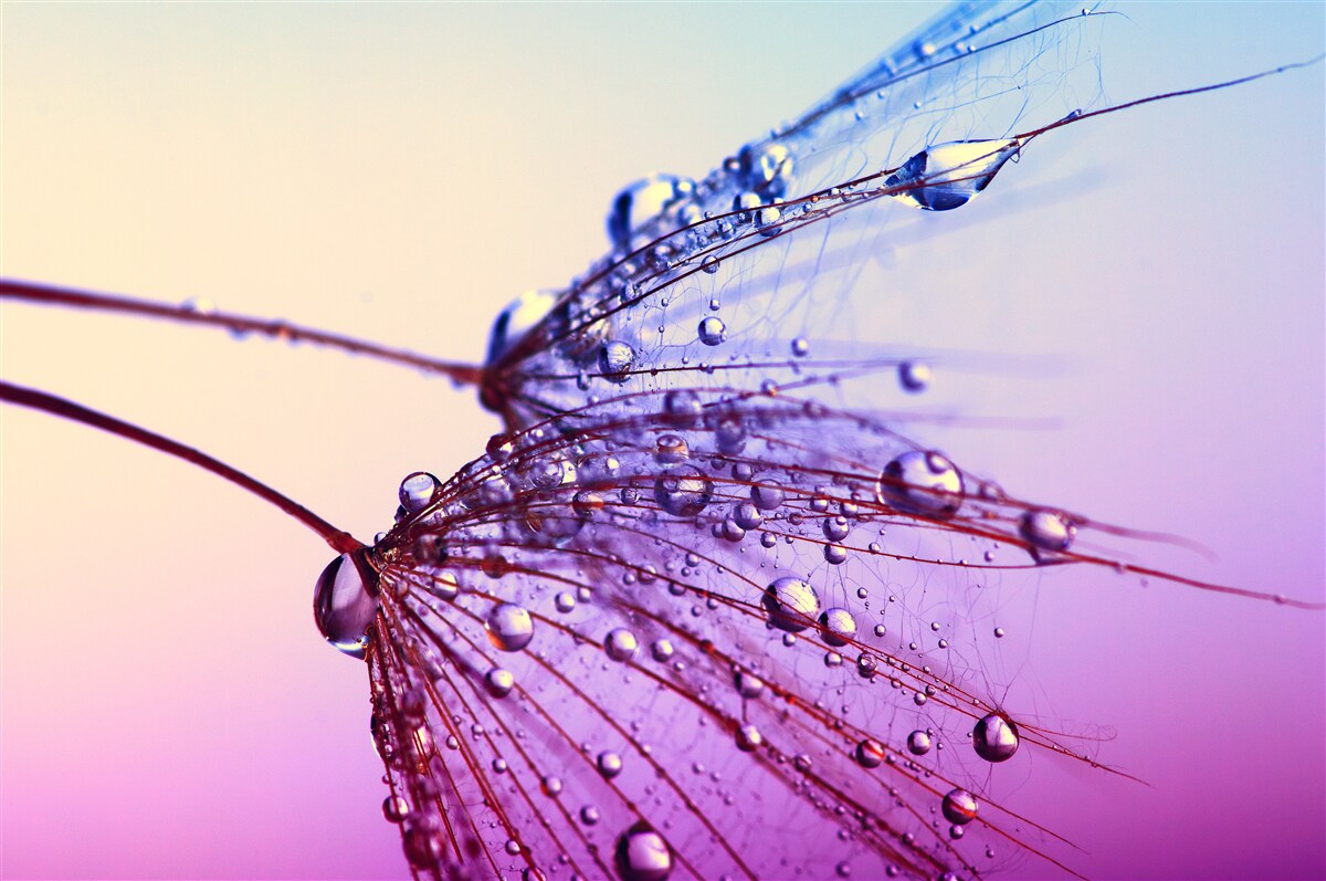 Фотошпалери на заході сонця краплі роси прикрашають кульбабу