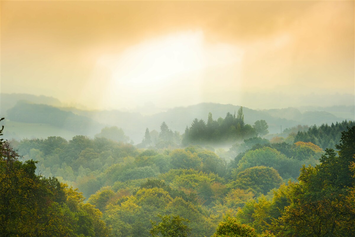 Фотошпалери Світанок сходить над задимленим лісом