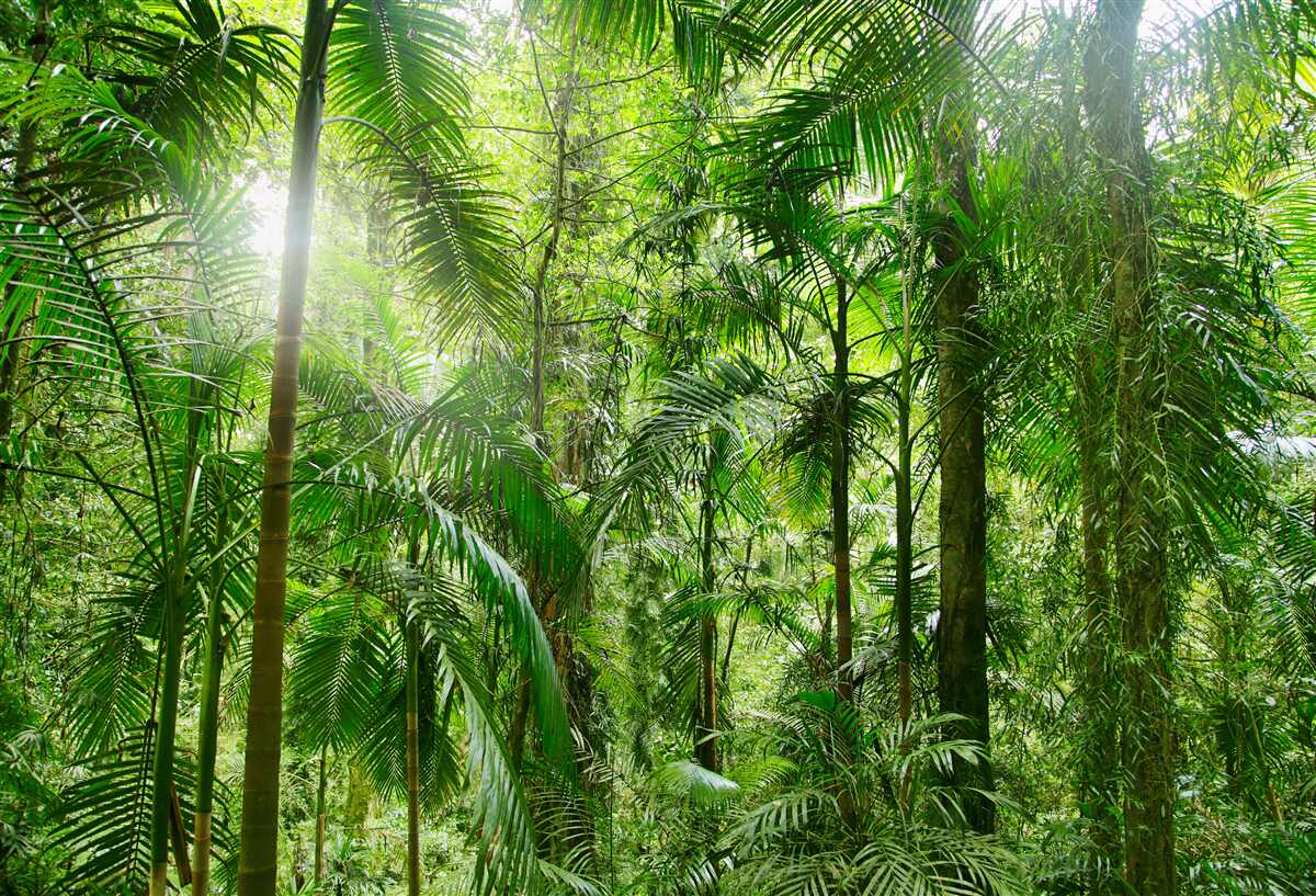 Фотошпалери пишна рослинність у лісистій місцевості