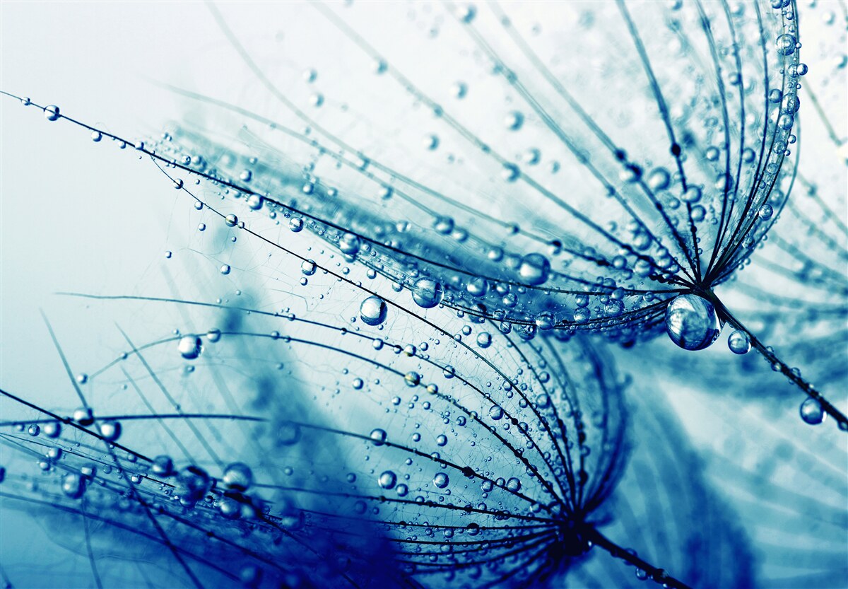 Фотошпалери краплі кульбаби