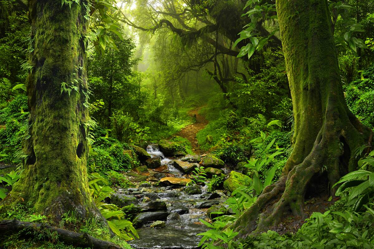 Фотошпалери Світанок над водоспадом посеред лісу