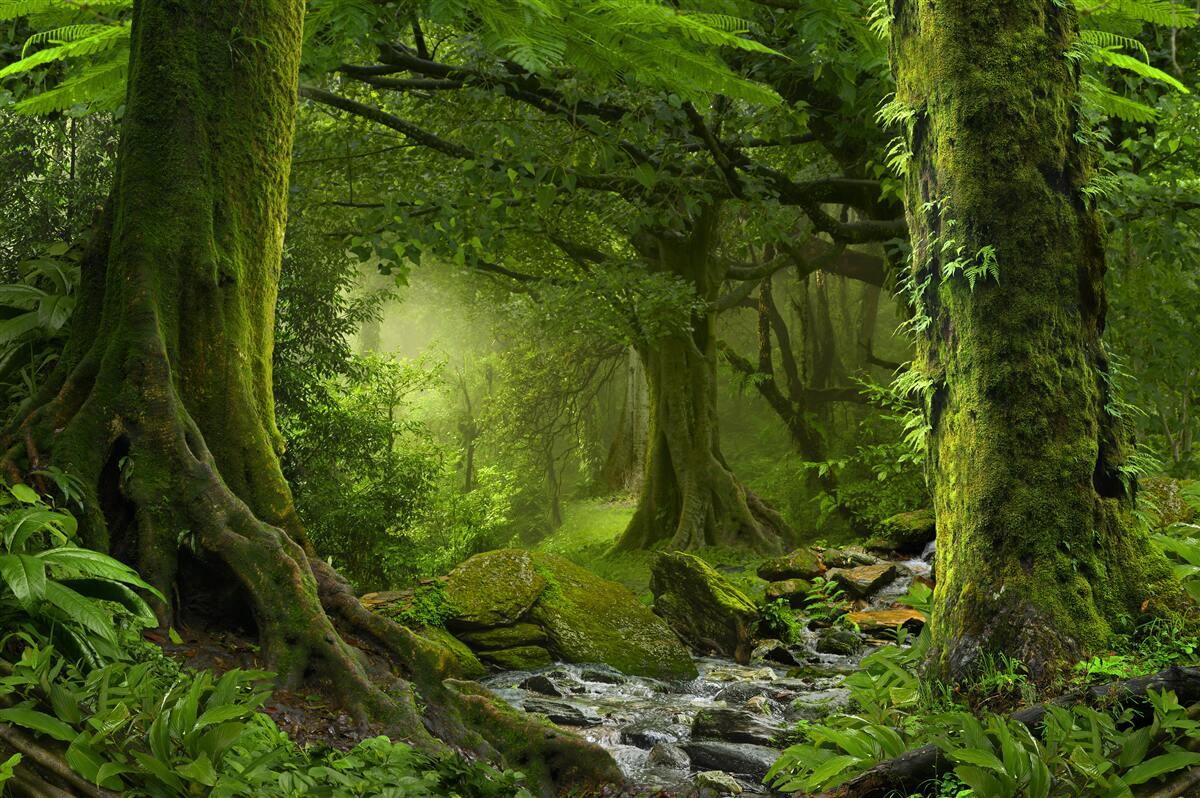 Фотошпалери каскад в оточенні зеленого листяного лісу