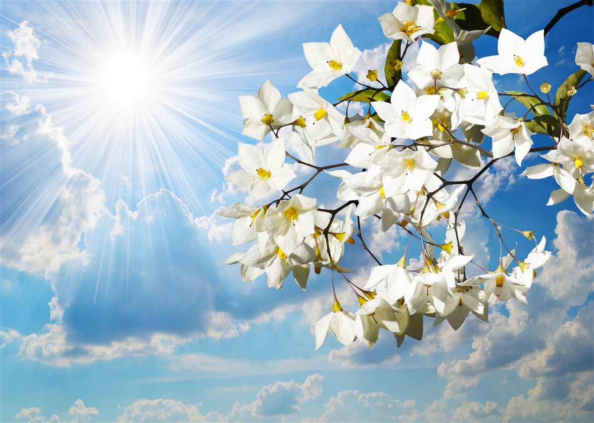 Фотошпалери квітуча гілка білосніжного жасмину