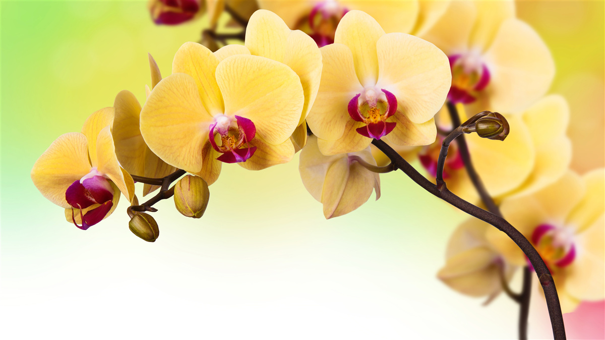 Фотошпалери гілка жовтої квітучої орхідеї