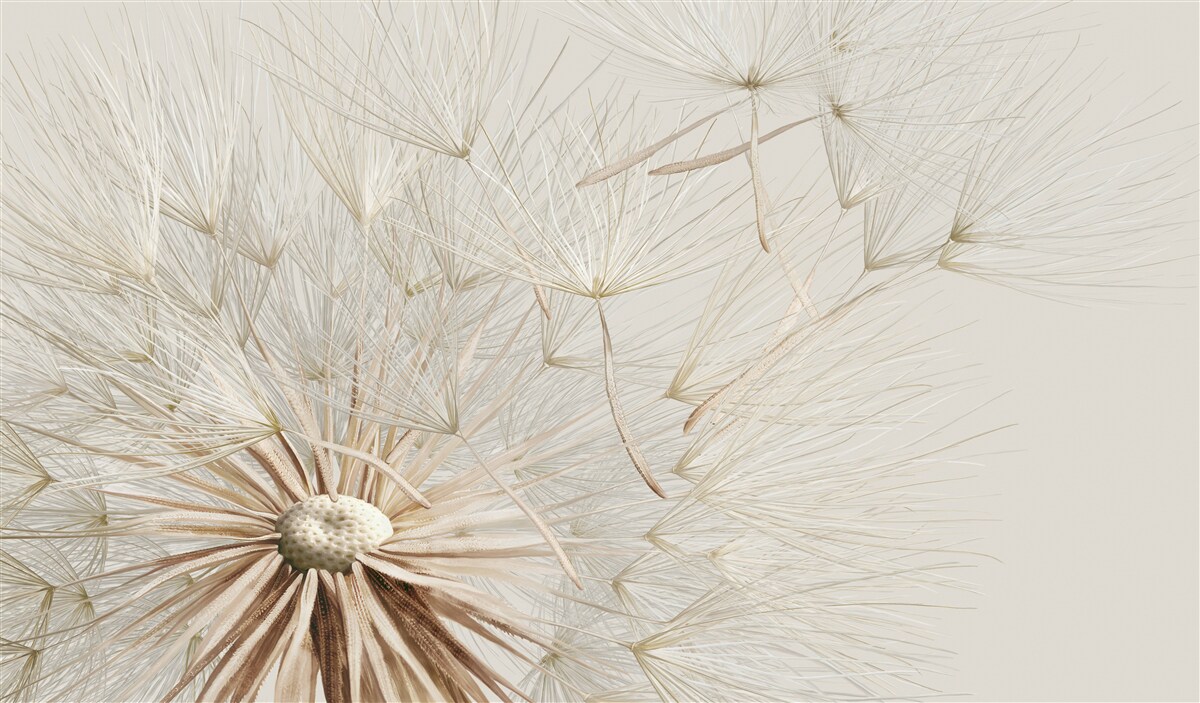 Фотошпалери кульбаби цвітуть під впливом вітру