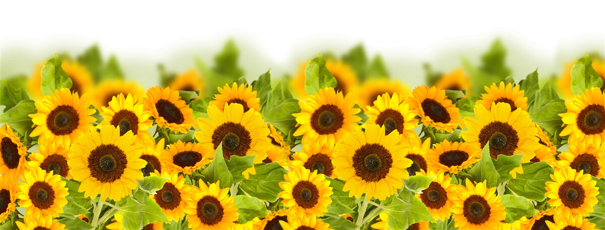 Фотошпалери неймовірна кількість соняшників