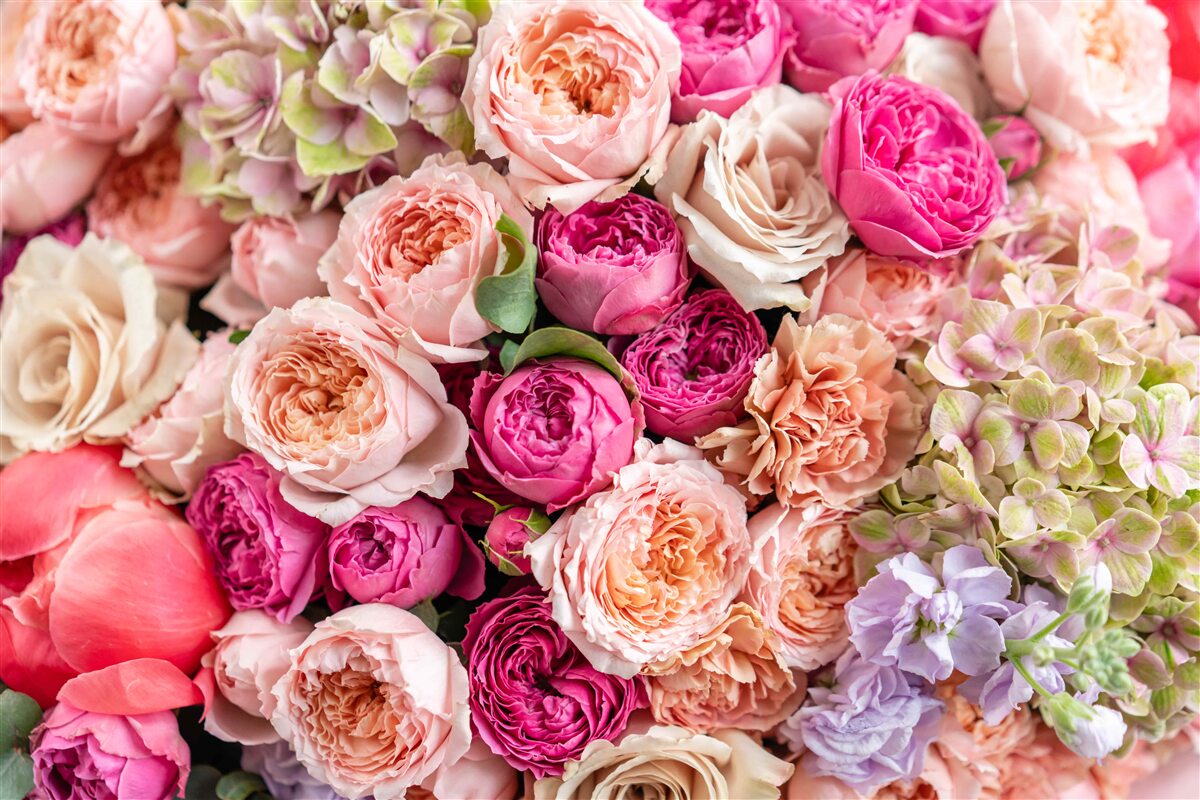 Фотошпалери поєднання різних чудових троянд в букеті