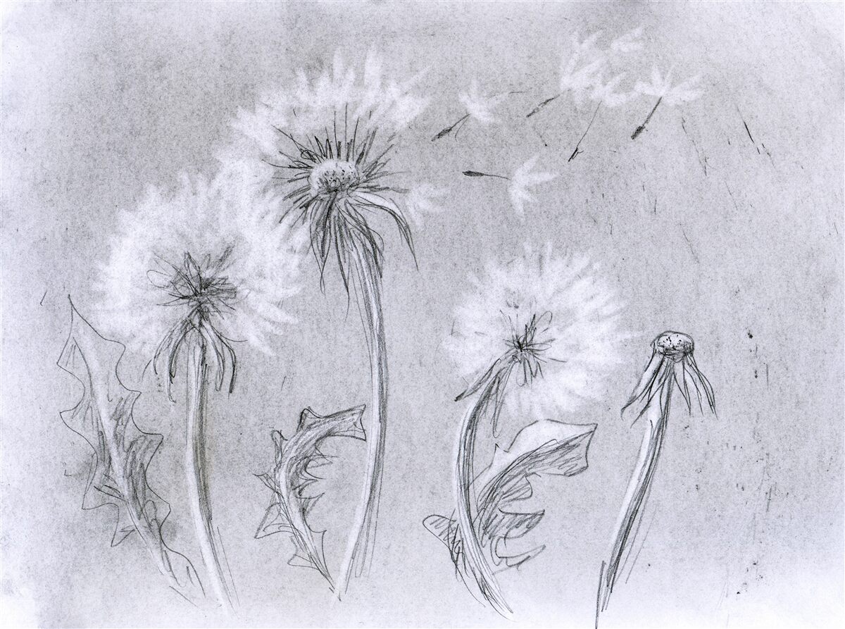 Фотошпалери подорож ніжної кульбаби в повітрі