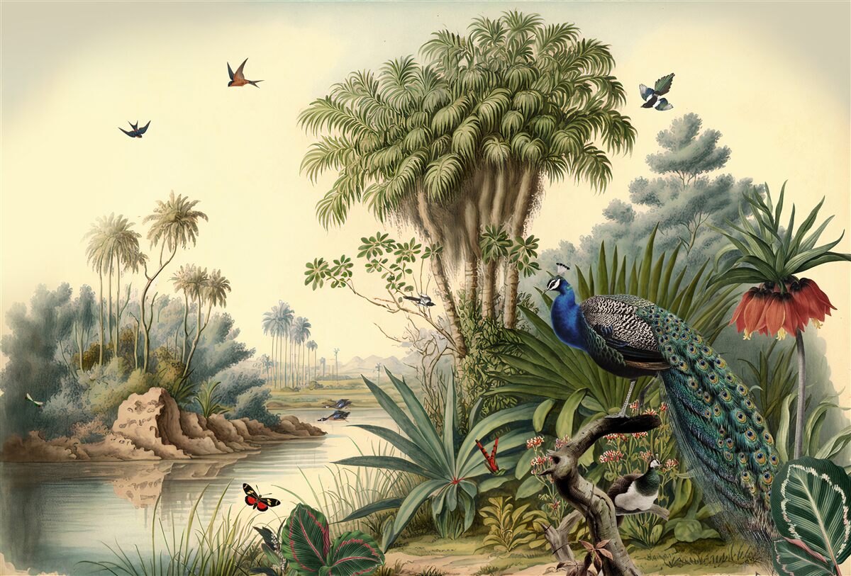 Фотошпалери павича в його справжньому середовищі існування