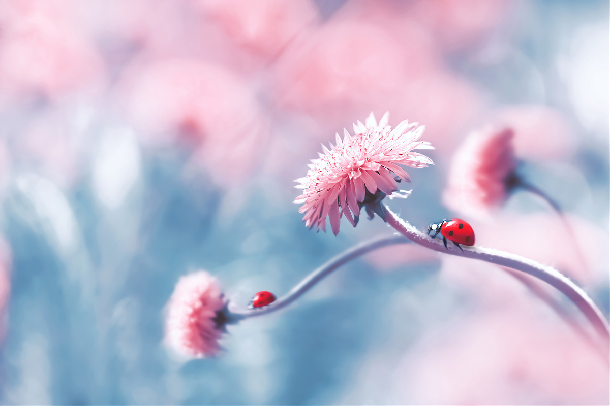 Фотошпалери корови, що належать богу, на рожевих квітах