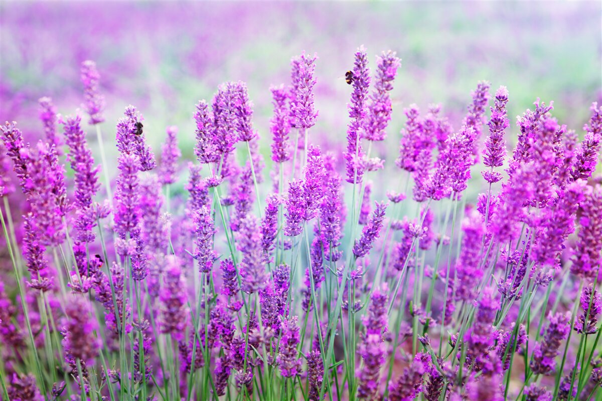 Фотошпалери поле квітів лаванди