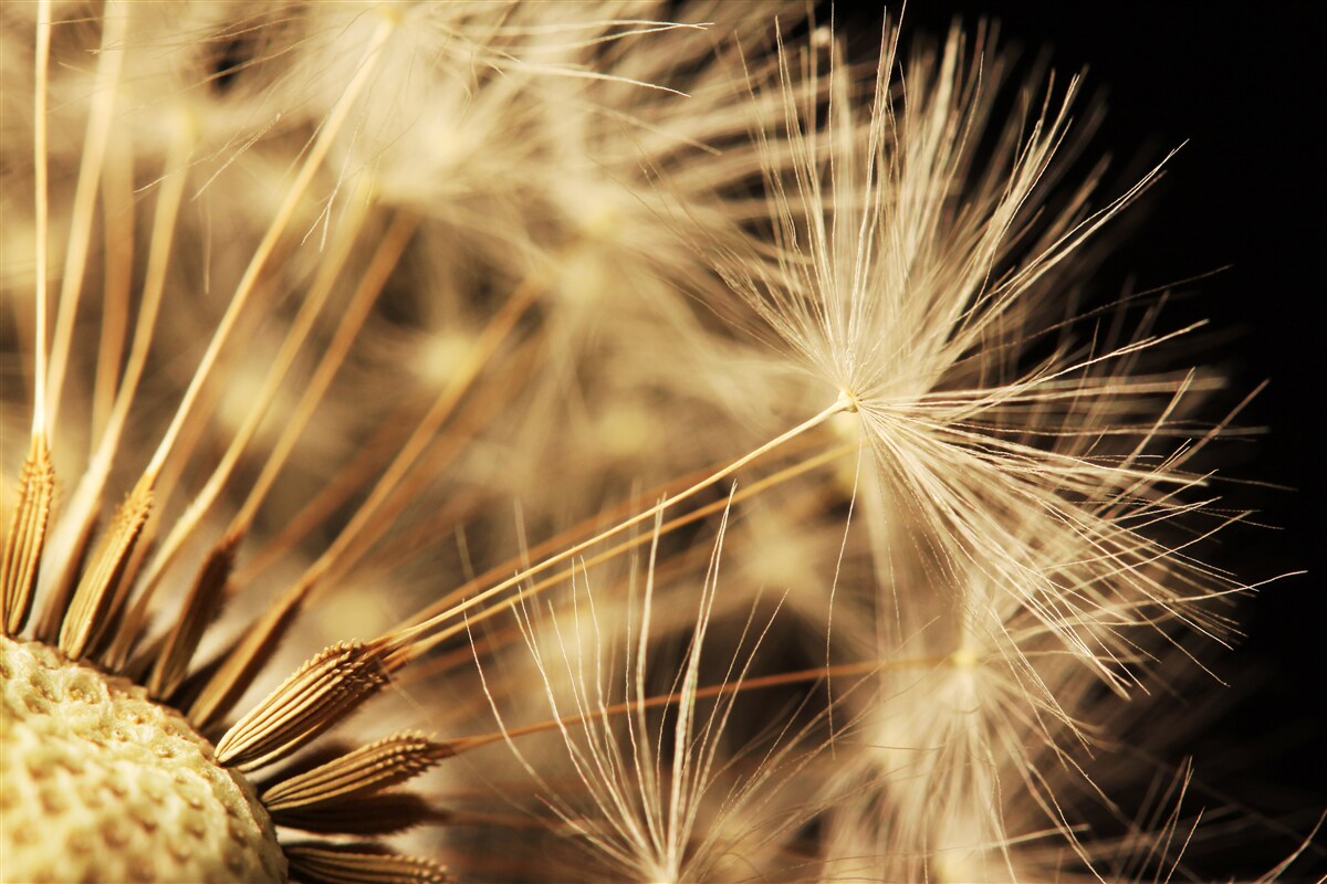 Фотошпалери квіти кульбаби білі на чорному тлі