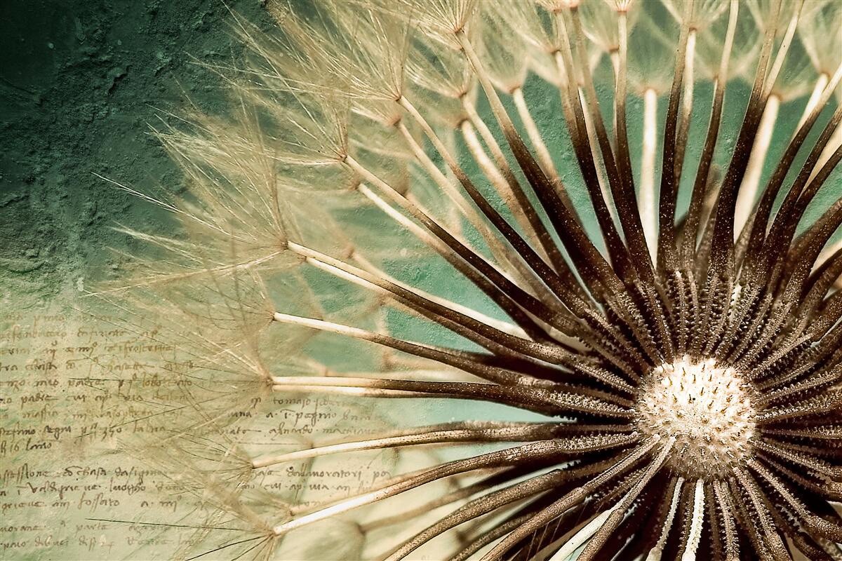 Фотошпалери душа кульбаби сповнена ніжності