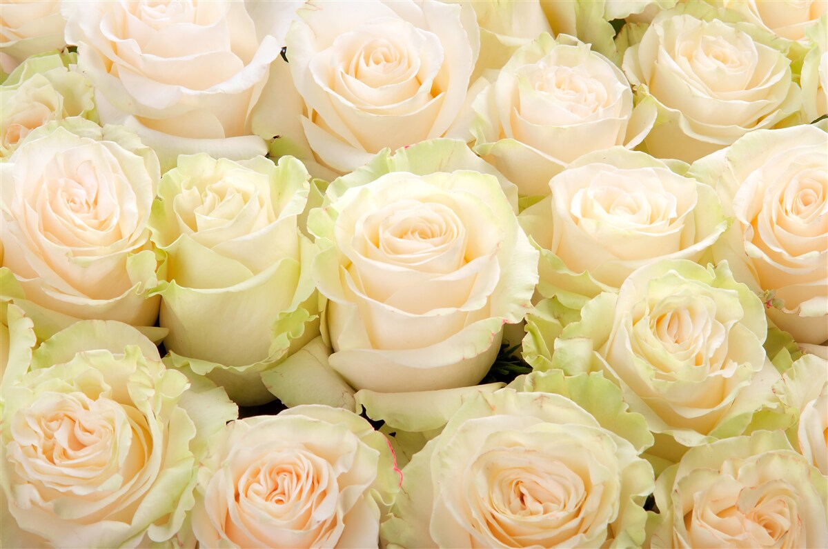 Фотошпалери резюме ніжних бежевих квітів