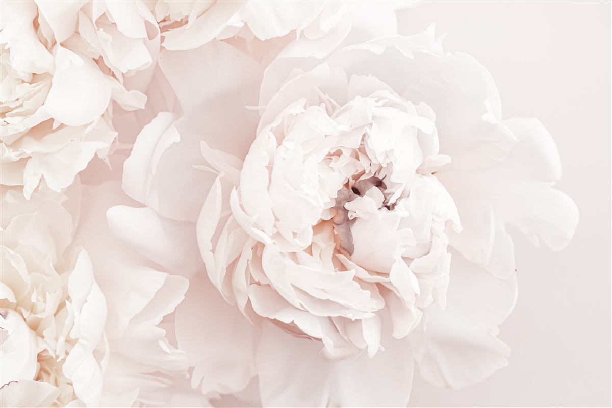 Фотошпалери півонія ніжної пастельної краси