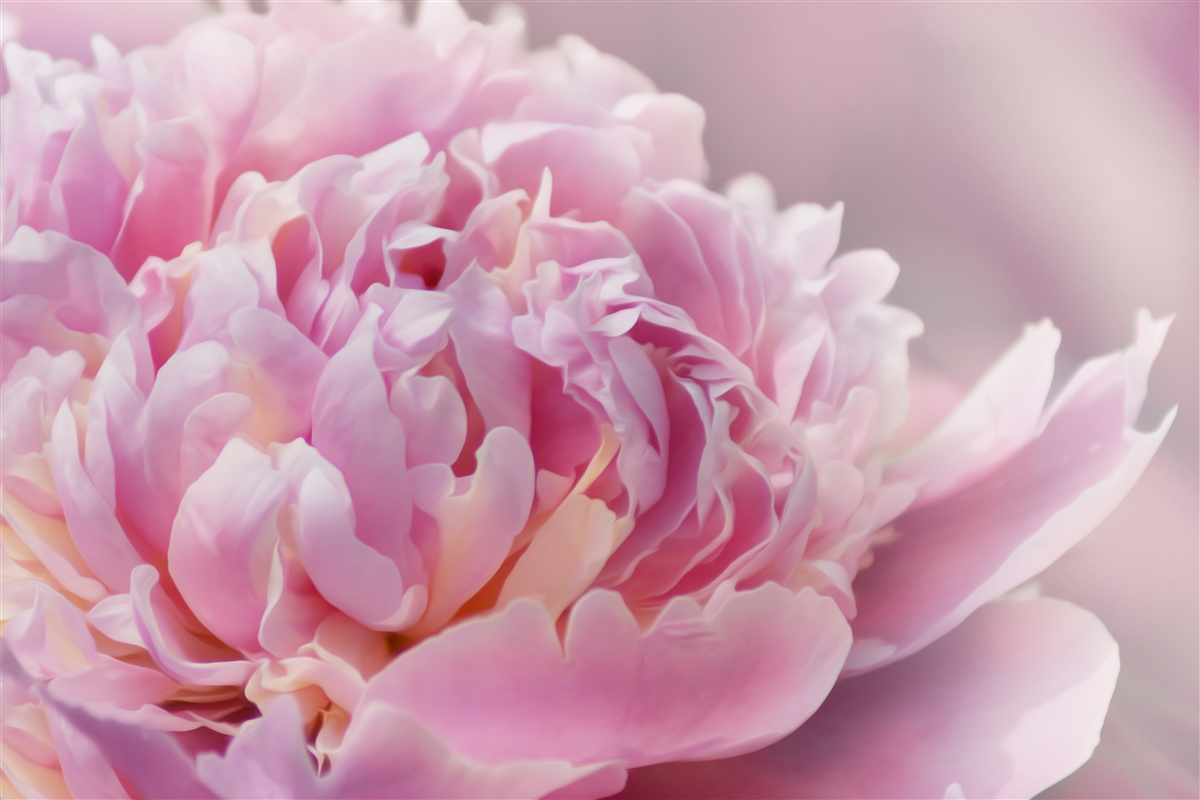 Фотошпалери крупним планом квітуча півонія молочного кольору