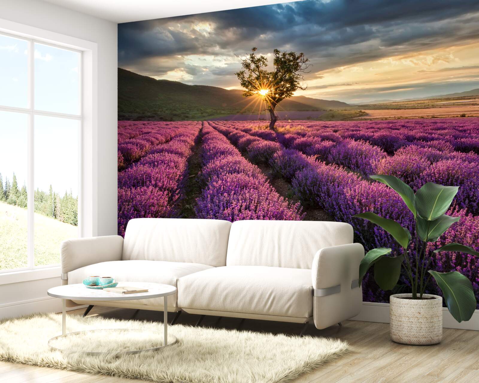 Фотошпалери захід сонця на лавандовому полі оточує ізольоване дерево