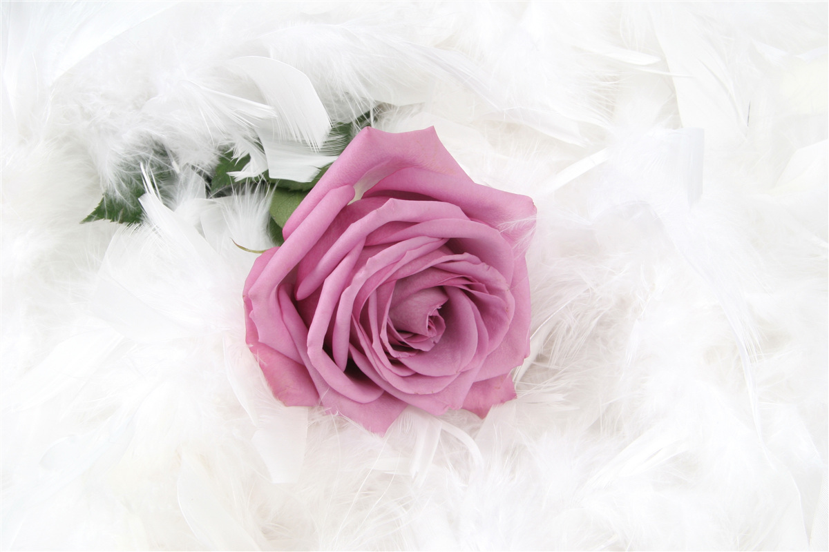 Фотошпалери фіолетова троянда в оточенні білого пір'я