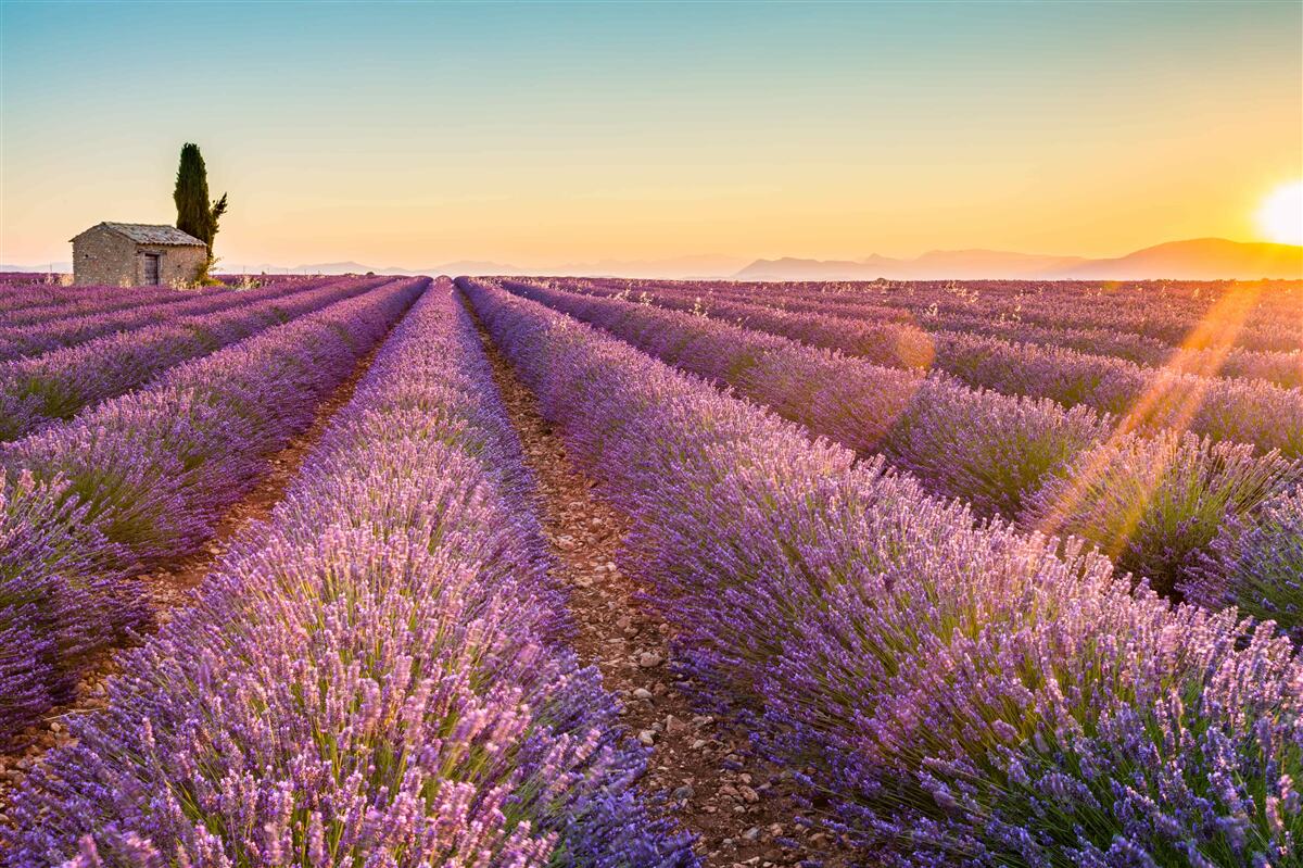 Фотошпалери Світанок зійшов над полем лаванди