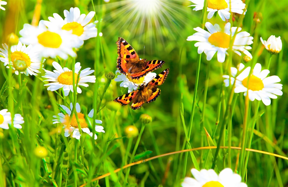 Фотошпалери ромашка в полі, всіяному метеликами