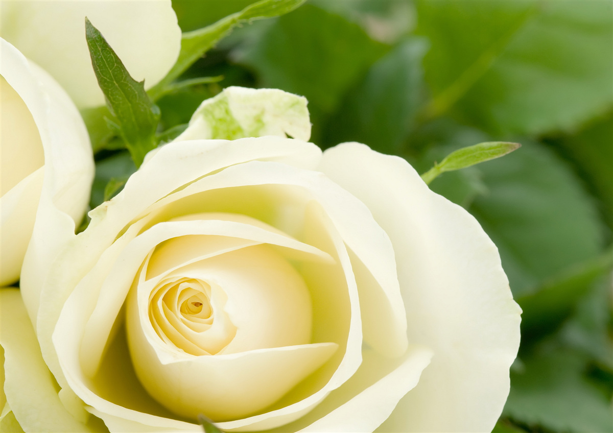 Фотошпалери троянда бежевого відтінку з зеленим листям