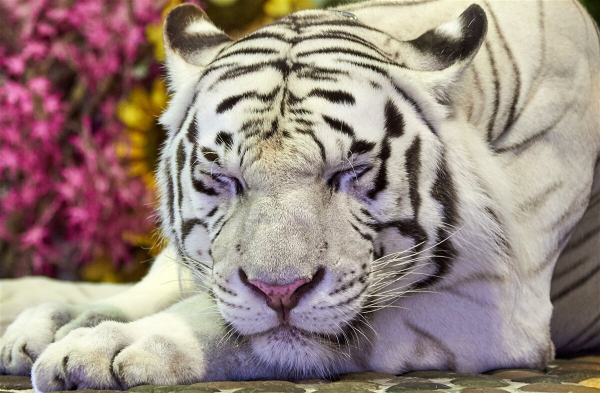 Фотошпалери білий тигр відпочиває серед квітів