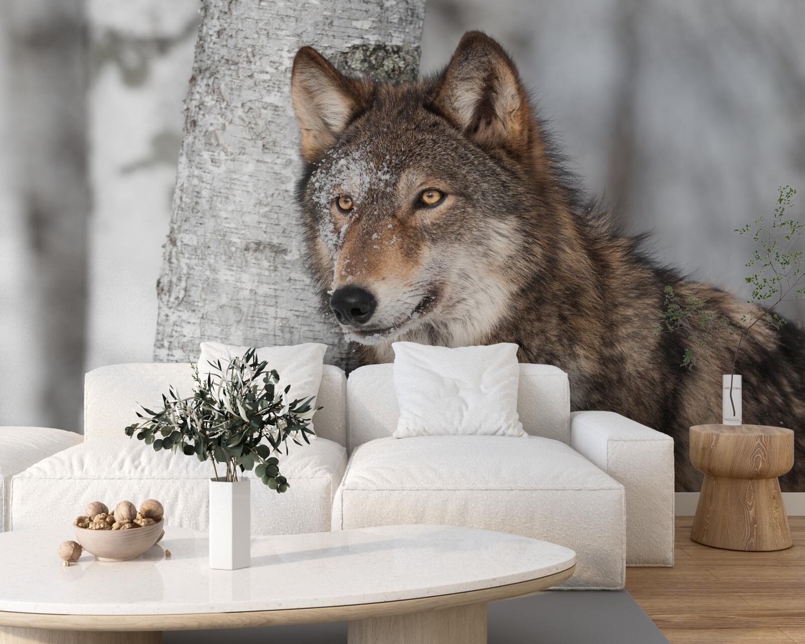 Фотошпалери вовк коричного кольору сидів у засідці біля берези