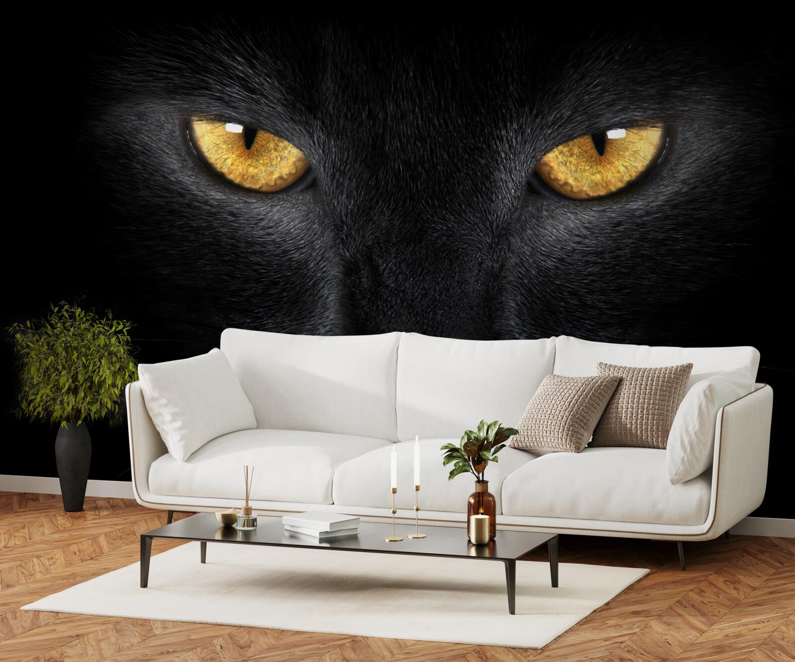 Фотошпалери проникливий погляд чорного кота