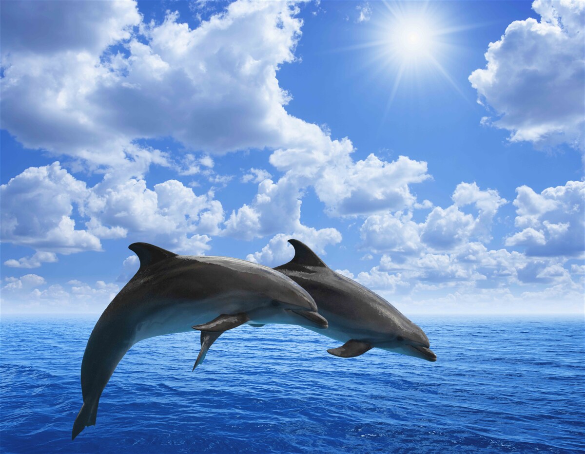 Фотошпалери дельфіни стрибають над поверхнею води