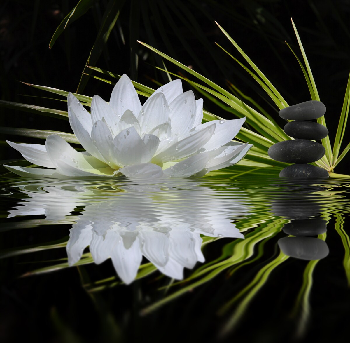 Фотошпалери камені та білі лотоси