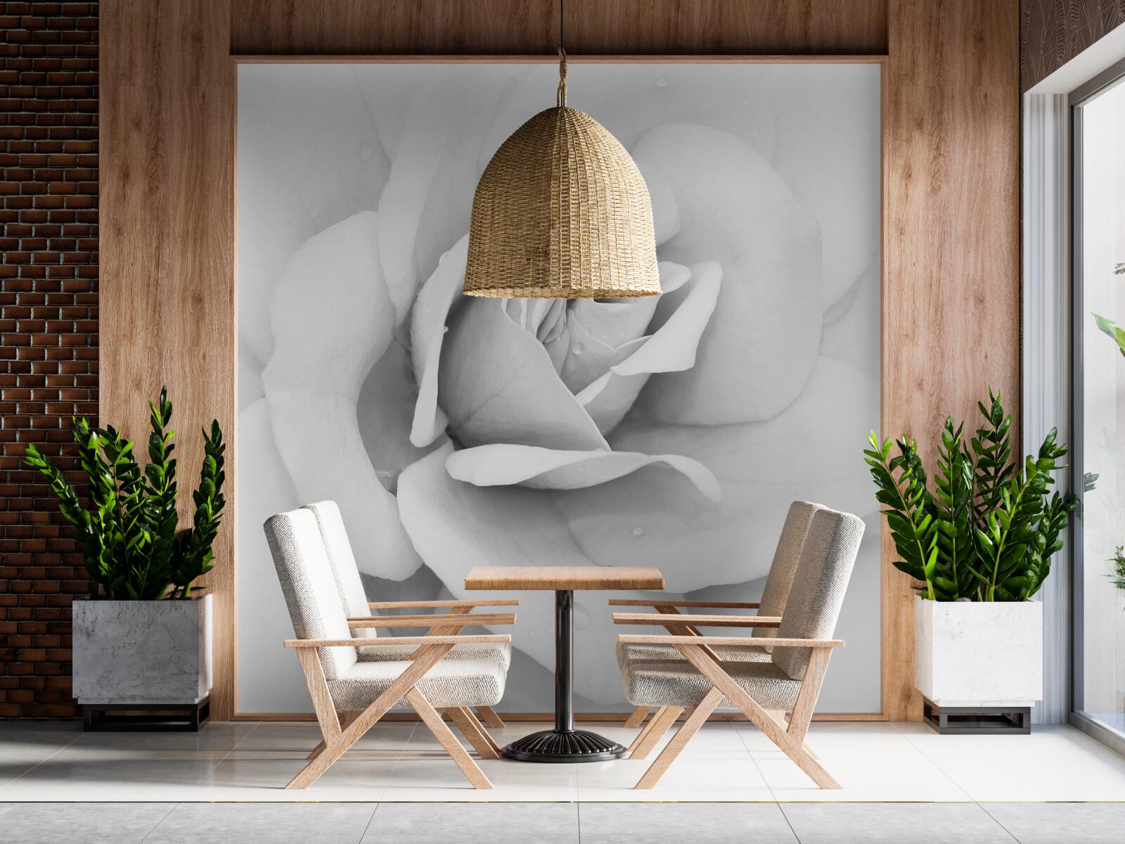 Фотошпалери збільшене зображення білої троянди