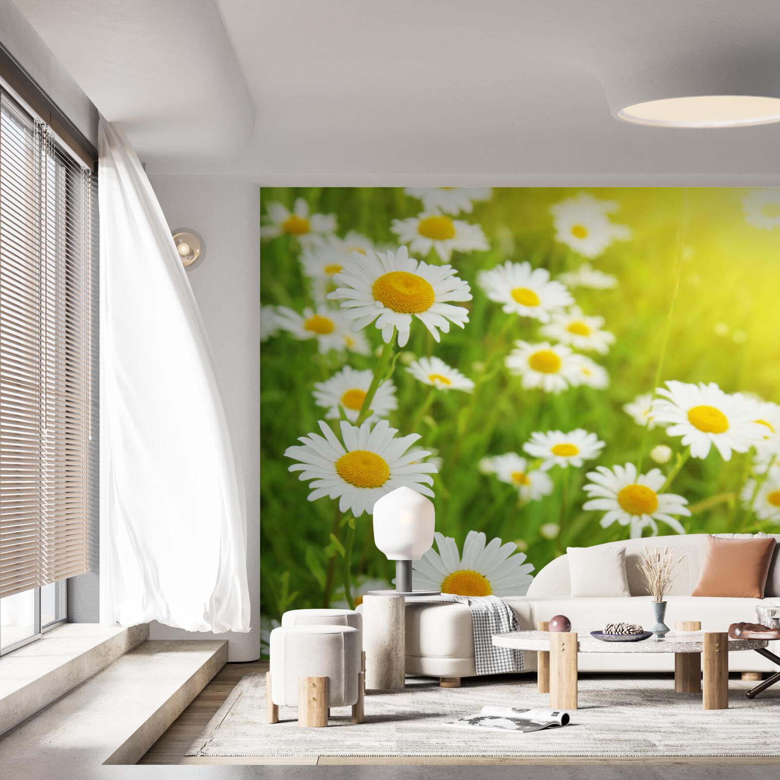 Фотошпалери поле білосніжних ромашок у зелені