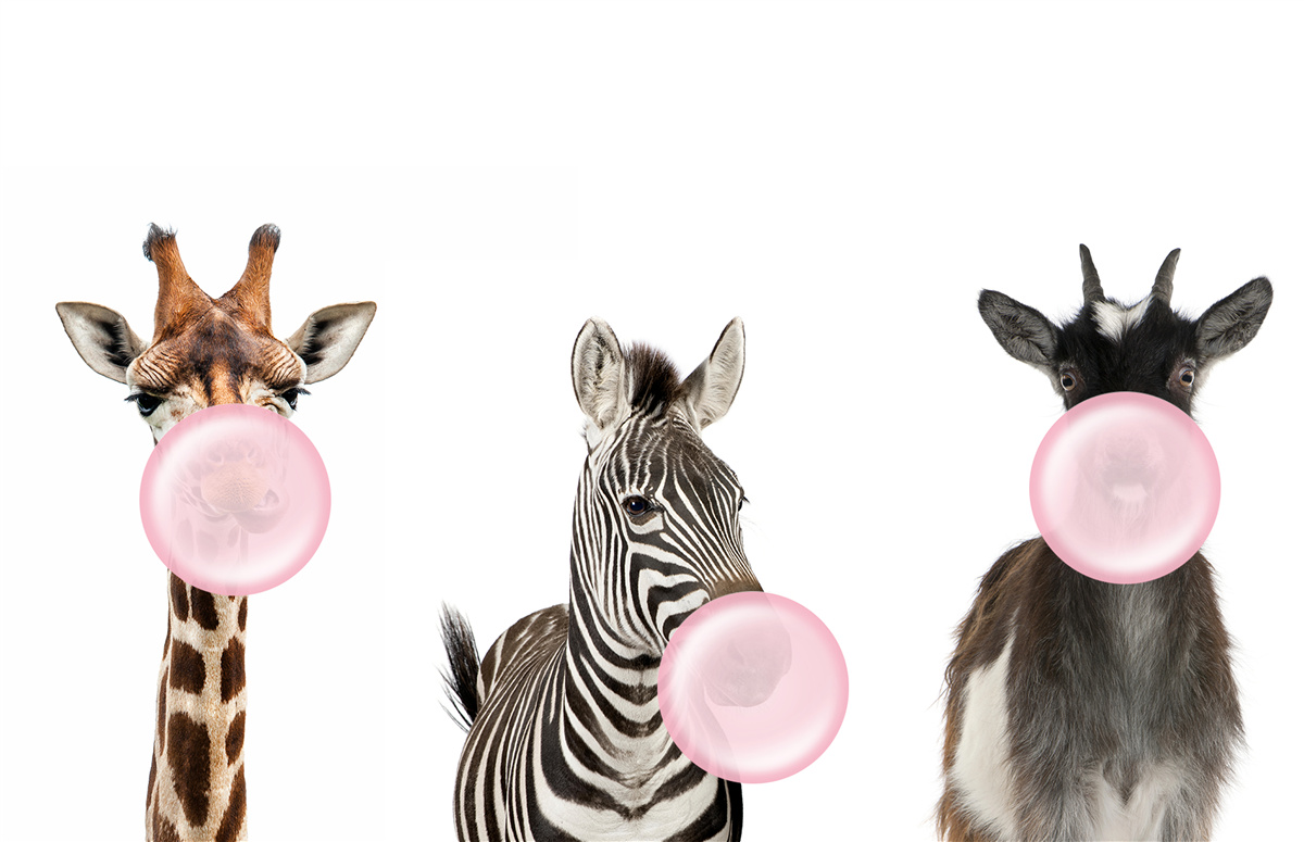 Фотошпалери істоти створюють бульбашку за допомогою жувальної гумки