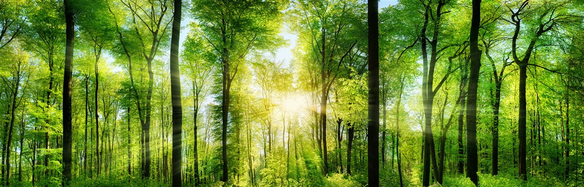 Фотошпалери сонячні промені проникають крізь листя дерев