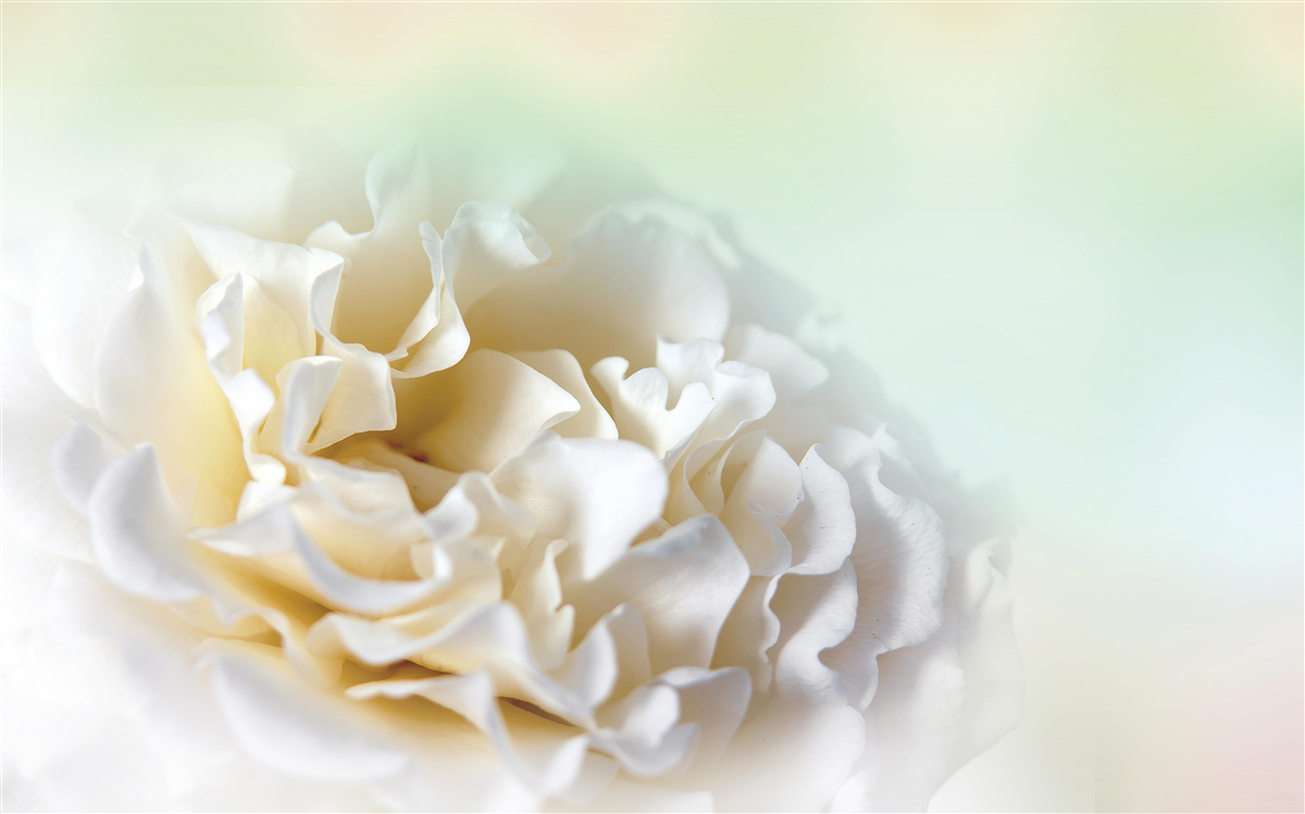 Фотошпалери фон півоній у кремових та пухнастих тонах