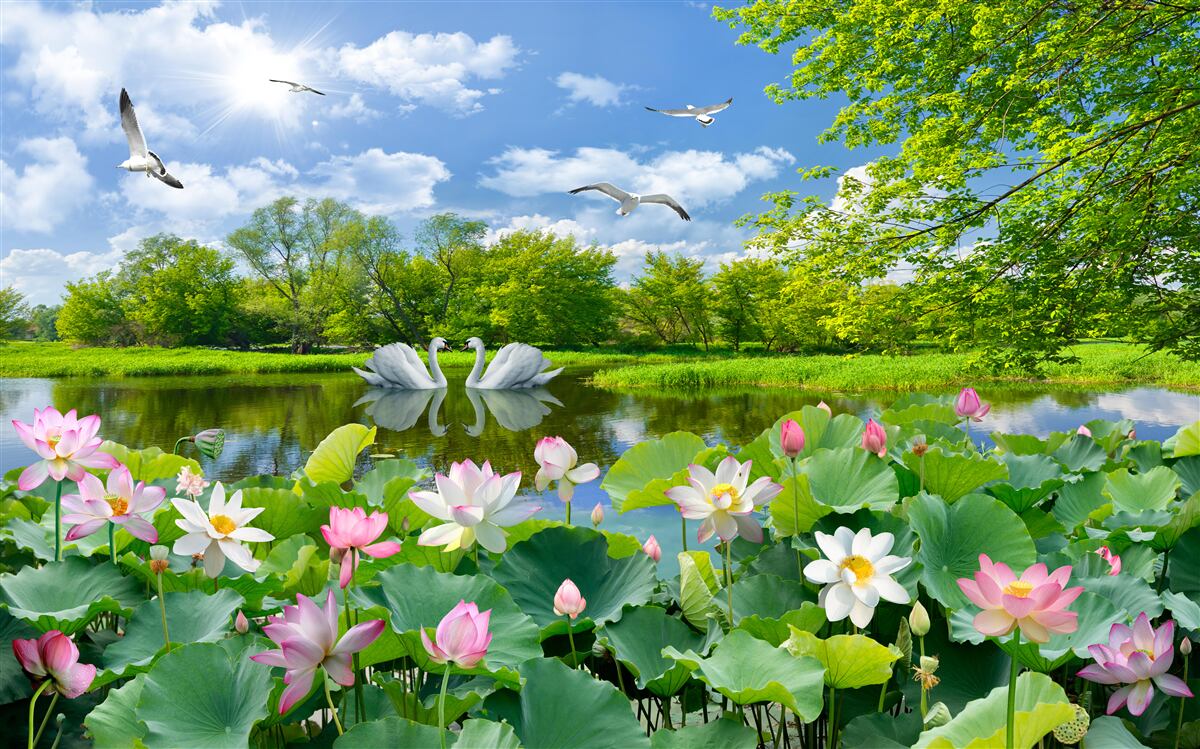 Фотошпалери два лебедя плавають у ставку з лататтям