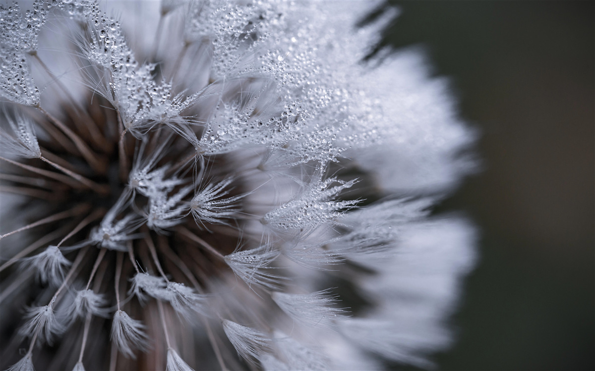 Фотошпалери квіти кульбаби з пухнастими пелюстками