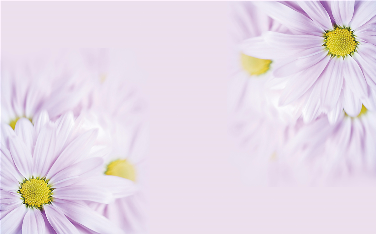 Фотошпалери витончені білосніжні ромашки