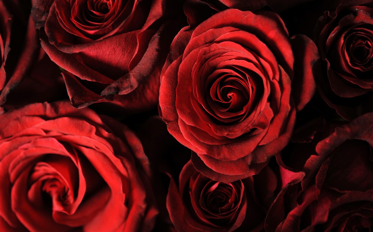 Фотошпалери червона троянда - втілення краси
