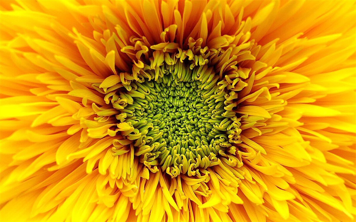 Фотошпалери квітка із зеленою серединкою, пофарбована в яскраво-жовтий колір