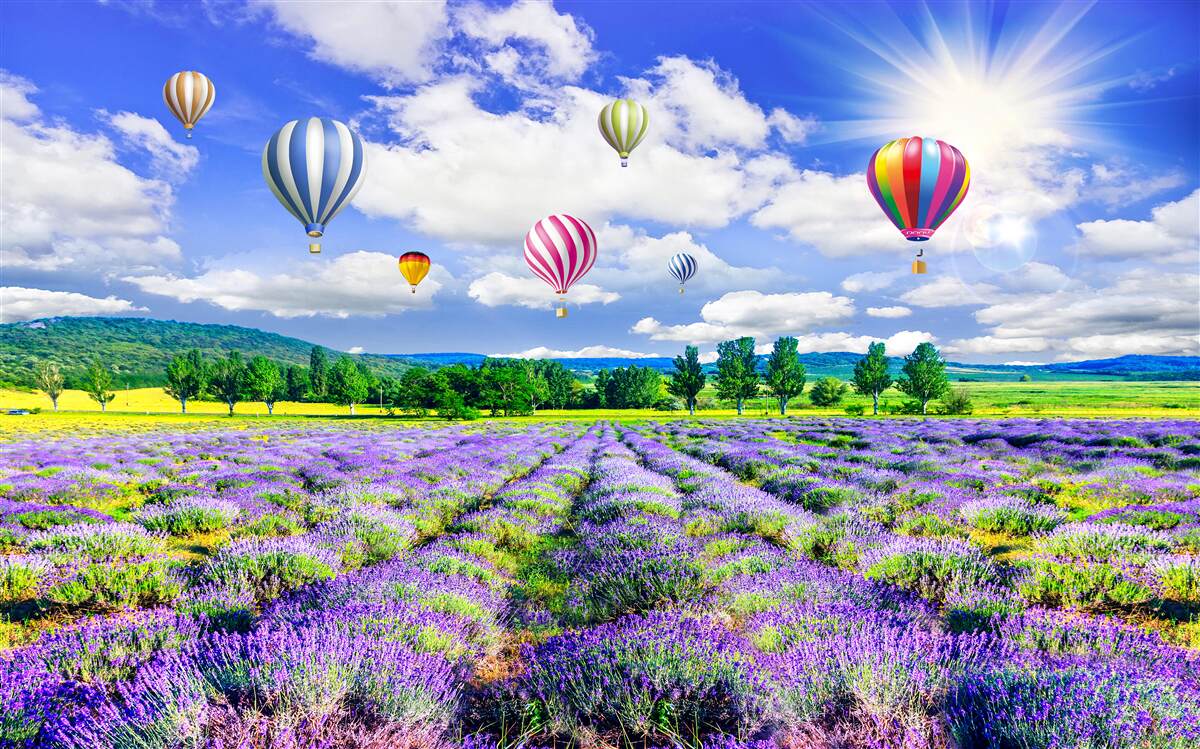 Фотошпалери політ на повітряній кулі над лавандовим полем