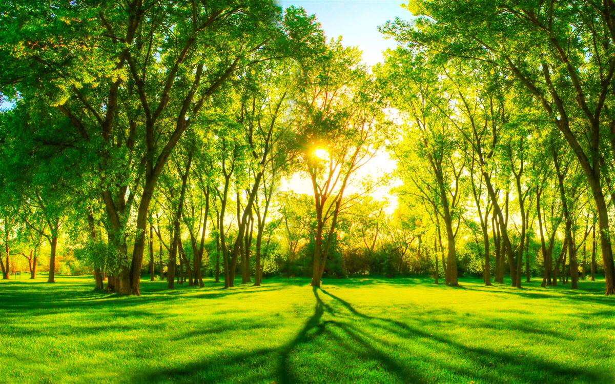 Фотошпалери у яскравій палітрі зеленого ранкового лісу