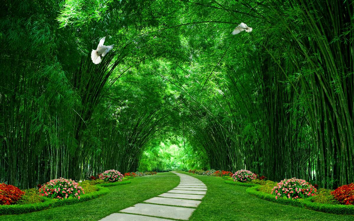 Фотошпалери Шлях через тунель, утворений верхівками дерев