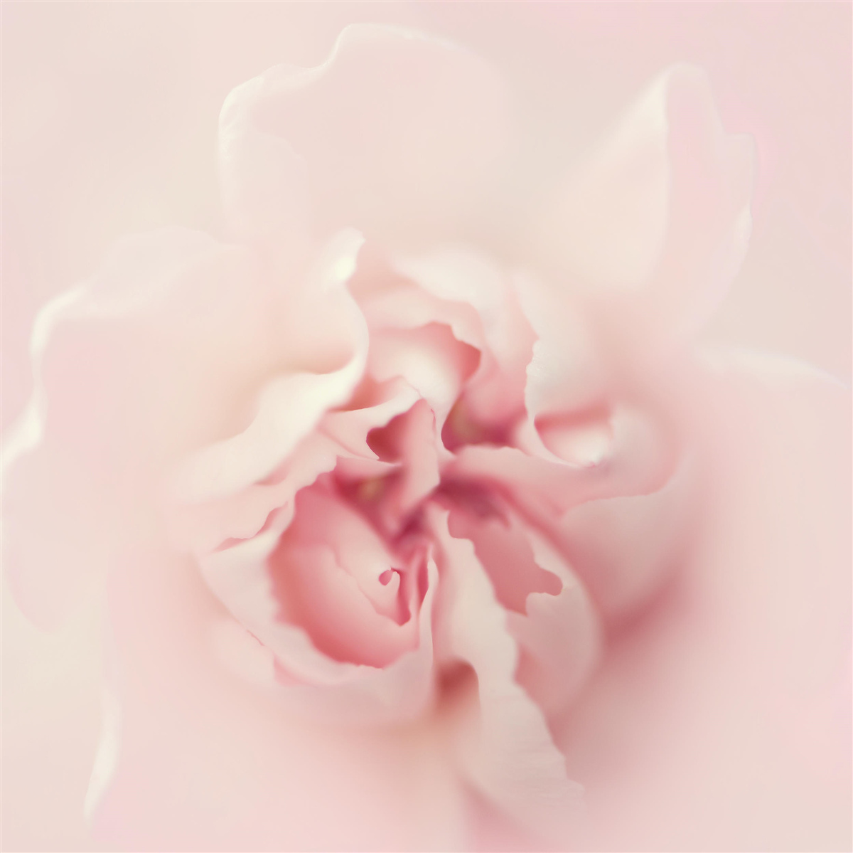 Фотошпалери детальне зображення серця рожевої квітки